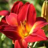 Hemerocallis Lusty Leyland